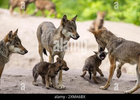 Grauwölfe (Canis Lupus), Deutschland Stockfoto