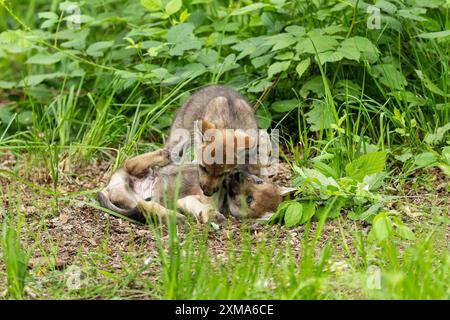 Zwei Wolfswelpen spielen spielerisch miteinander auf dem Waldboden, europäische graue Wolfswelpen (Canis Lupus), Deutschland Stockfoto