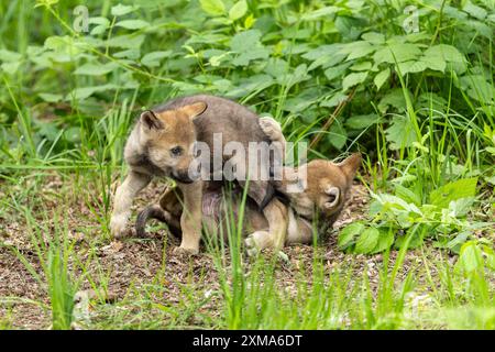 Zwei Wolfswelpen, die im Wald kämpfen, einer steht über dem anderen, europäische graue Wolfswelpen (Canis Lupus), Deutschland Stockfoto