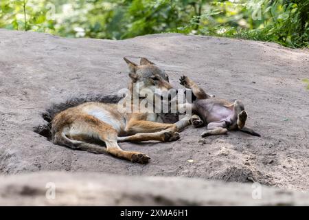 Ein Wolf und seine Jungen ruhen zusammen in einer Erdgrube, europäischer Grauwolf (Canis Lupus), Deutschland Stockfoto