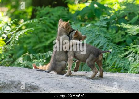 Zwei Wolfswelpen umarmen sich spielerisch auf einem Felsen im Wald, europäischer Grauwolf (Canis Lupus), Deutschland Stockfoto