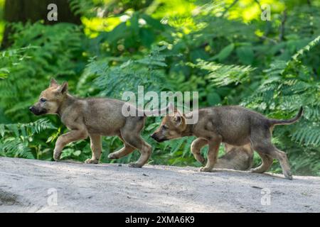 Zwei Welpen laufen nebeneinander im Wald und erkunden ihre Umgebung, europäischer Grauwolf (Canis Lupus), Deutschland Stockfoto