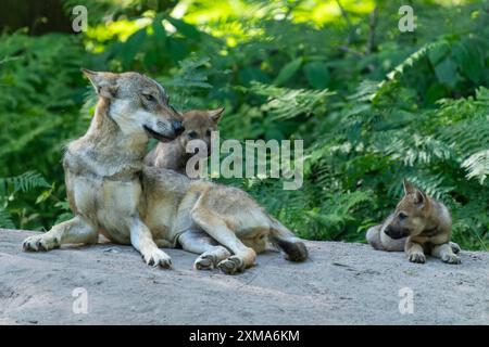 Wolfsmutter sitzend mit ihren Welpen auf einem Weg im Wald und ruhend, europäischer Grauwolf (Canis Lupus), Deutschland Stockfoto