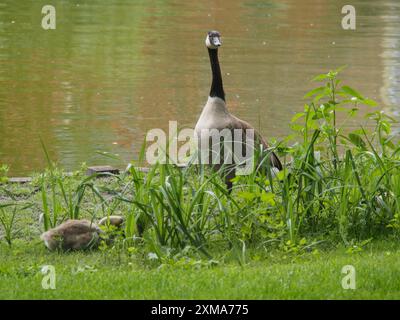 Eine Gans und Küken stehen im Gras nahe einem Teich, umgeben von grüner Vegetation, Havixebeck, münsterland, deutschland Stockfoto