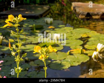 Blühende gelbe Blüten vor einem Teich mit Seerosen und Blättern im Wasser, Borken, münsterland, deutschland Stockfoto