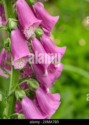 Lila Fuchshandschuhblüten in voller Blüte vor grünem Hintergrund, Borken, münsterland, deutschland Stockfoto