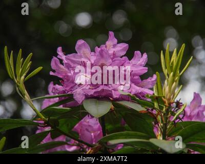 Makroaufnahme einer rosafarbenen Rhododendronblume mit grünen Blättern im Hintergrund und verschwommenen Details, havixbeck, westfalen, deutschland Stockfoto