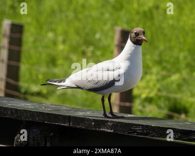 Nahaufnahme einer Möwe auf einem Holzbalken vor einem grünen, grasbewachsenen Hintergrund, enkhuizen, niederlande Stockfoto