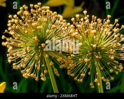 Nahaufnahme von kugelförmigen gelben Blüten vor grünem Hintergrund, Borken, münsterland, deutschland Stockfoto