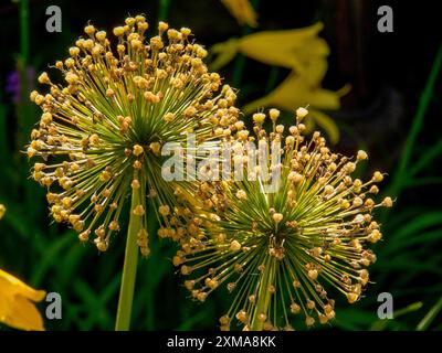 Nahaufnahme von kugelförmigen gelben Blüten vor grünem Hintergrund, Borken, münsterland, deutschland Stockfoto