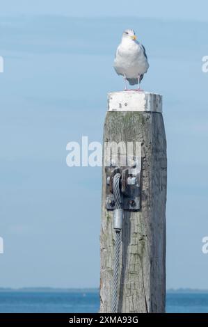 Eine Möwe sitzt auf einem Holzpfosten vor blauem Himmel und Meer Stockfoto