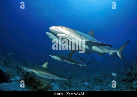 Gruppe von Karibischen Riffhaien (Carcharhinus perezi, Karibik, Bahamas Stockfoto