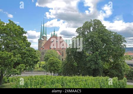 Blick vom Petersberg zur gotischen UNESCO Severi Kirche mit Weinreben, St. Severi, Wahrzeichen, Erfurt, Thüringen, Deutschland Stockfoto