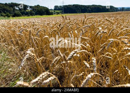 Weizenfeld, ausgetrocknet und aufgrund der Sommerdürre, Dürre, in Ostwestfalen Lippe, Nordrhein-Westfalen, Sommer 2018, nur gering angebaut Stockfoto