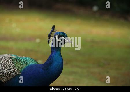 Pfau in freier Wildbahn. Porträt eines männlichen Pfaus. pfau. Porträt-Nahaufnahme im Kopffoto Stockfoto