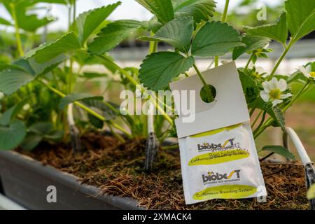 Biologische Schädlingsbekämpfung durch Nützlinge, Raubmilben oder parasitäre Wespen, z.B. Spinnmilben oder Blattläuse, Erdbeeranbau in A Stockfoto