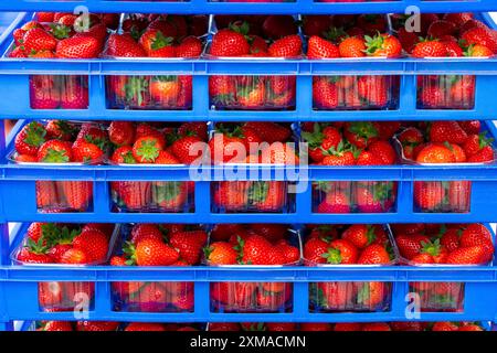 Frisch geerntete Erdbeeren, verpackt in Kisten und Kisten für den Verbraucher, Erdbeeranbau im Gewächshaus, junge Erdbeerpflanzen wachsen Stockfoto