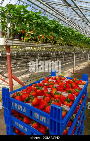 Frisch geerntete Erdbeeren, verpackt in Kisten und Kisten für den Verbraucher, Erdbeeranbau im Gewächshaus, junge Erdbeerpflanzen wachsen Stockfoto