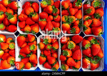 Frisch geerntete Erdbeeren, verpackt in Kisten und Kisten für den Verbraucher, Erdbeeranbau im Gewächshaus, junge Erdbeerpflanzen wachsen Stockfoto