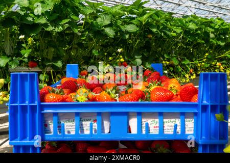 Frisch geerntete Erdbeeren, verpackt in Kisten und Kisten für den Verbraucher, Erdbeeranbau im Gewächshaus, junge Erdbeerpflanzen wachsen Stockfoto