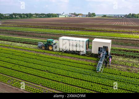 Lollo Bianco Salat ernten, Erntearbeiter schneiden die Salatköpfe ab, reinigen sie und legen sie in Kisten, sie werden im Anhänger gewaschen und Stockfoto