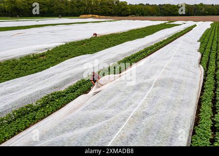 Kartoffelfeld, Vliesabdeckung wird entfernt, das Vlies soll vor Witterungseinflüssen, Schädlingen, Hagelstürmen im Frühjahr schützen und das Wachstum unterstützen Stockfoto