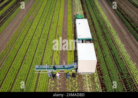 Lollo Bianco Salat ernten, Erntearbeiter schneiden die Salatköpfe ab, reinigen sie und legen sie in Kisten, sie werden im Anhänger gewaschen und Stockfoto