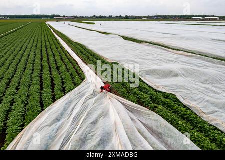 Kartoffelfeld, Vliesabdeckung wird entfernt, das Vlies soll vor Witterungseinflüssen, Schädlingen, Hagelstürmen im Frühjahr schützen und das Wachstum unterstützen Stockfoto