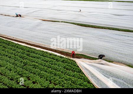 Kartoffelfeld, Vliesabdeckung wird entfernt, das Vlies soll vor Witterungseinflüssen, Schädlingen, Hagelstürmen im Frühjahr schützen und das Wachstum unterstützen Stockfoto