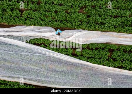 Kartoffelfeld, Vliesabdeckung wird entfernt, das Vlies soll vor Witterungseinflüssen, Schädlingen, Hagelstürmen im Frühjahr schützen und das Wachstum unterstützen Stockfoto