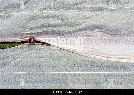 Kartoffelfeld, Vliesabdeckung wird entfernt, das Vlies soll vor Witterungseinflüssen, Schädlingen, Hagelstürmen im Frühjahr schützen und das Wachstum unterstützen Stockfoto