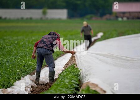 Kartoffelfeld, Vliesabdeckung wird entfernt, das Vlies aufrollen, das Vlies soll vor Witterungseinflüssen, Schädlingen, Hagelstürmen schützen Stockfoto