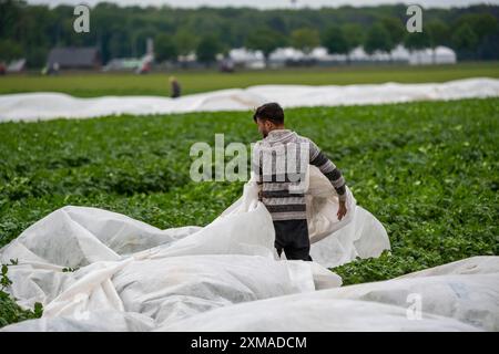 Kartoffelfeld, Vliesabdeckung wird entfernt, das Vlies aufrollen, das Vlies soll vor Witterungseinflüssen, Schädlingen, Hagelstürmen schützen Stockfoto