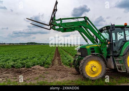 Kartoffelfeld, Kartoffelkämme, Frühkartoffeln, 6 Wochen nach dem Anpflanzen, etwas mehr als 3 Wochen vor der Ernte, Traktor, Nordrhein-Westfalen, Deutschland Stockfoto