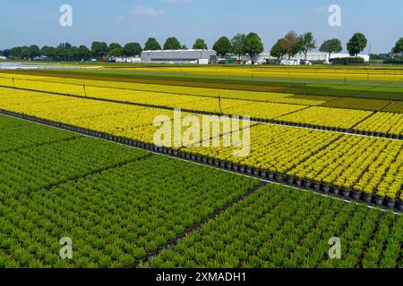 Gartenbau, Besenheidepflanzen, in Blumentöpfen, im Freien, Calluna vulgaris, Nordrhein-Westfalen, Deutschland Stockfoto