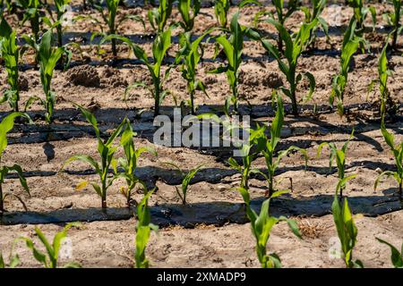 Ein Maisfeld mit Jungpflanzen wird mit Gülle gedüngt, bei Geldern, Nordrhein-Westfalen Stockfoto