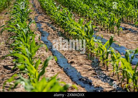 Ein Maisfeld mit Jungpflanzen wird mit Gülle gedüngt, bei Geldern, Nordrhein-Westfalen Stockfoto