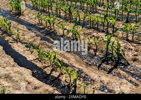 Ein Maisfeld mit Jungpflanzen wird mit Gülle gedüngt, bei Geldern, Nordrhein-Westfalen Stockfoto