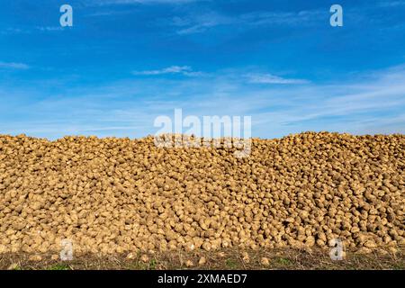 Landwirtschaft, Zuckerrüben werden nach der Ernte am Rande des Feldes gestapelt, Rübenhaufen, Zwischenlagerung vor dem Transport zum Zucker Stockfoto