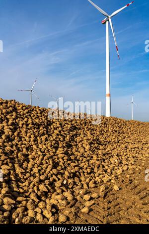 Landwirtschaft, Zuckerrüben werden nach der Ernte am Rande des Feldes gestapelt, Rübenhaufen, Zwischenlagerung vor dem Transport zum Zucker Stockfoto