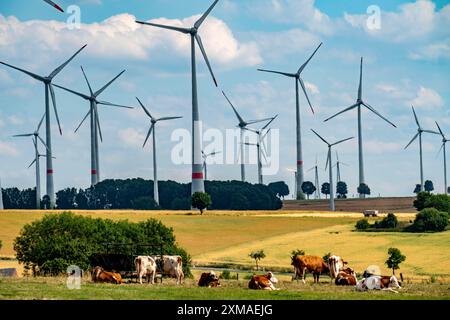 Windpark nahe der ostwestfälischen Energiestadt Lichtenau, Kühe auf einer Weide, über 80 Windräder auf diesem Hügel, insgesamt gibt es mehr Stockfoto