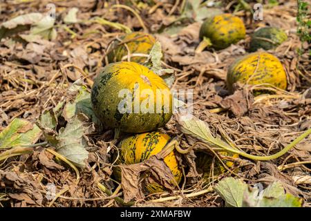 Feld mit steirischen Ölkürbissen, teilweise durch die Dürre im Sommer 2020 ausgetrocknet, am Niederrhein bei Uedem, Nordrhein-Westfalen Stockfoto