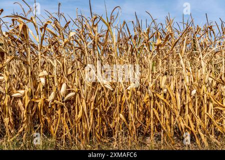 Maisfeld vertrocknete und nur niedrig gewachsene, kleine Maiskolben, aufgrund der Sommerdürre, Dürre, bei Goch am Niederrhein, Nordrhein-Westfalen Stockfoto