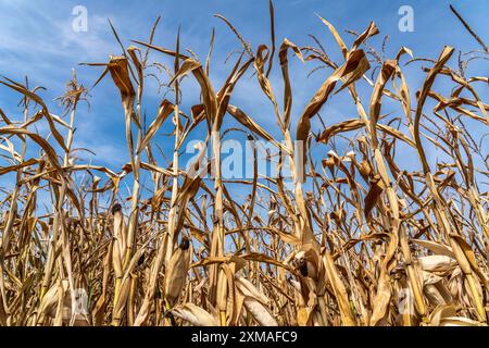 Maisfeld vertrocknete und nur niedrig gewachsene, kleine Maiskolben, aufgrund der Sommerdürre, Dürre, bei Goch am Niederrhein, Nordrhein-Westfalen Stockfoto