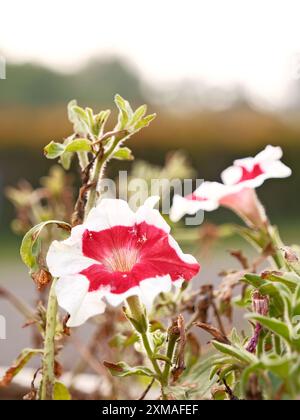 Eine Nahaufnahme einer rot-weißen Blume mit braunem Stiel. Die Blume befindet sich in einem Garten und ist von anderen Pflanzen umgeben Stockfoto
