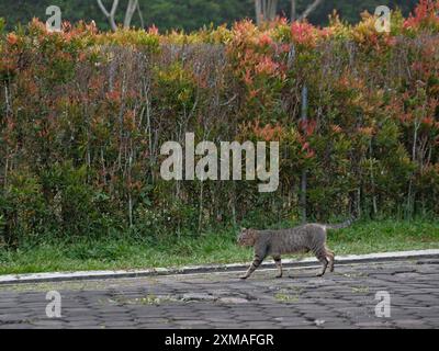 Eine Katze läuft auf einem Gehweg neben einer Hecke Stockfoto