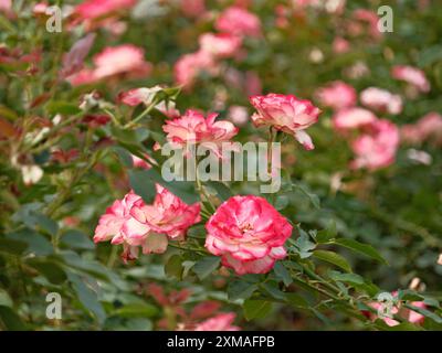 Ein Haufen rosafarbener und weißer Blumen sind in einem Garten. Die Blüten sind in voller Blüte und so angeordnet, dass sie alle in die gleiche Richtung zeigen Stockfoto