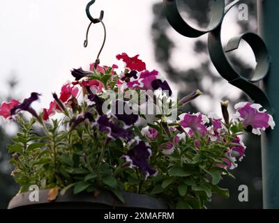 Ein hängender Blumentopf mit einer Vielzahl von rosa und lila Blumen. Die Szene ist friedlich und ruhig, da die Blumen in voller Blüte sind Stockfoto