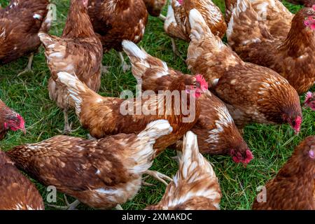 Hühner auf einer Wiese, Mobilhaltung, Freilandhühner, Freilandeier, nördlich von Warstein-Allagen, Nordrhein-Westfalen, Deutschland Stockfoto