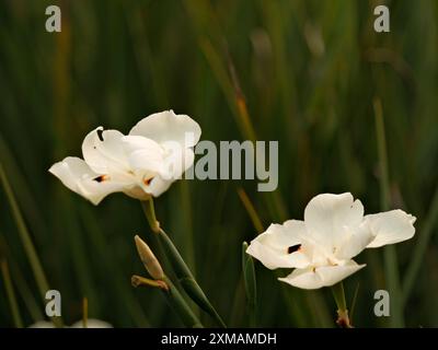 Zwei weiße Blüten sind auf einem grünen Grasfeld. Die Blüten sind klein und zart, mit ein paar braunen Flecken Stockfoto